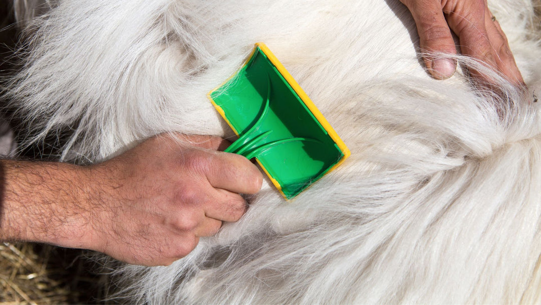 A Cashmere goat being combed nicely and gently as to make the BEST cashmere, even our cashmere goats must be kept in EXCELLENT condition, so that they produce the finest fibers that we then make into yarns